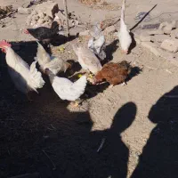 مرغ و خروس|حیوانات مزرعه|اسلامیه, |دیوار