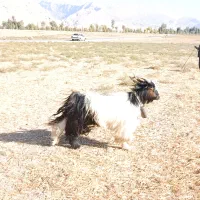 فروش پازن (دوبور) ۲رون|حیوانات مزرعه|باغ ملک, |دیوار