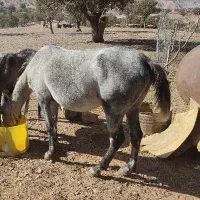 مادیان آبستن