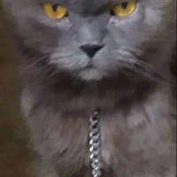 نروماده چشم رنگی ارسال به همه نقاط