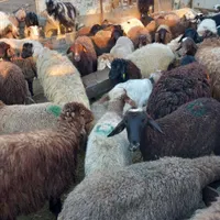 گوسفند زنده باقصاب دراین ایام درخدمت حجاج