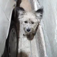 واگزاری طوله پامر