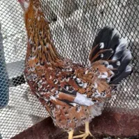 مرغ تخم گذار گردن لیت