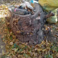 تنه درخت به صورت رایگان|گل و گیاه طبیعی|چهاردانگه (تهران), |دیوار