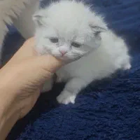 بچه گربه‌های اسکاتیش فولد اصیل آماده|گربه|کرمان, |دیوار