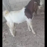 دوتا کهره نر چاق درشت|حیوانات مزرعه|ریگ, |دیوار