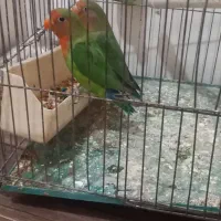 فروش ۲ عدد طوطی برزیلی باهم ۸۵۰/۰۰۰