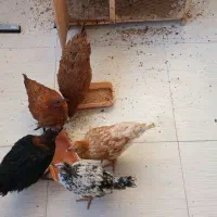 مرغ و خروس خانگی