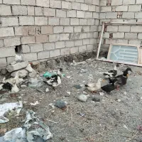 اردک  چله|حیوانات مزرعه|ماکو, |دیوار