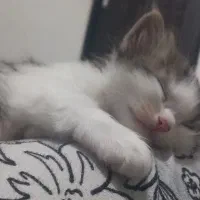 گربه ای زیبا