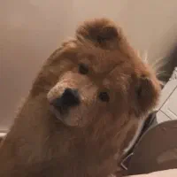 سگ چاو چاو|سگ|تبریز, |دیوار