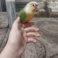 طوطی گیرینچک دبل رد