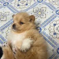 سگ پامر واگذاری|سگ|مشهد, هنرستان|دیوار