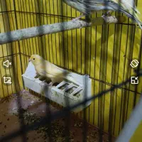 فروش فوری تعدادی قناری|پرنده|پاسارگاد, |دیوار