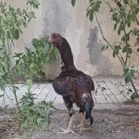 تخم لاری