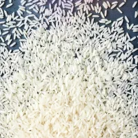 برنج طارم هاشمی فریدونکنار درجه 1