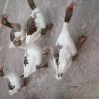 حیوانات مزرعه