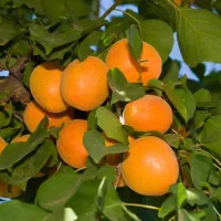 فروش به صورت عمده و خرده با ضمانت کتبی|خدمات باغبانی و درختکاری|کرمانشاه, |دیوار