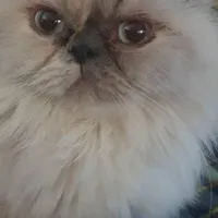 گربه
