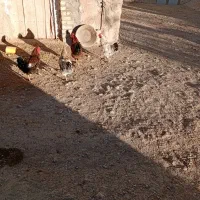 هشت عدد خروس