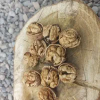 گردو تازه روغنی پوست کاغذی تویسرکان|خوردنی و آشامیدنی|محمدشهر, محمدشهر|دیوار