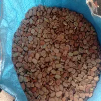 500 کیلو باقلا با کیفیت عالی درجه یک موجود هست|خوردنی و آشامیدنی|اهواز, منازل کارون|دیوار
