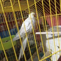 عروسی هلندی