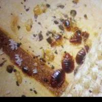 سمپاشی ساس سوسک مار عقرب موش کک موریانه حشرات|خدمات نظافت|آبادان, |دیوار