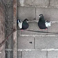 کبوتر نقش