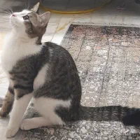 گربه ماده هفت ماهه