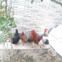 .چهارعددمرغ تخم گذار|حیوانات مزرعه|ماهدشت, |دیوار