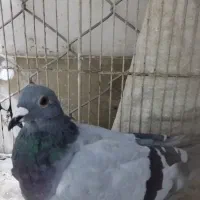 گرفتنی،مسابقات مسافتی|پرنده|مشهد, پادگان شهید برونسی|دیوار