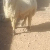 فروش قوچ|حیوانات مزرعه|باشت, |دیوار