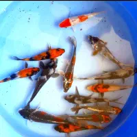 فروش ماهی کوی نژاد