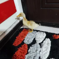 جوجه اردک