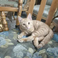 گربه نارنجی