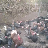 بوقلمون ارگانیک بوربون وبرنز|حیوانات مزرعه|کامیاران, |دیوار