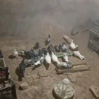 همه سالم و به شرط|پرنده|جغتای, |دیوار