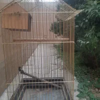 قفس کاسکو