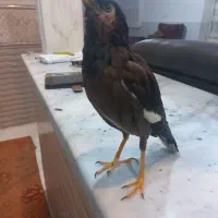 مرغ مینا سالم و سر حال