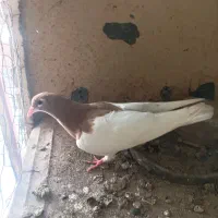 جوجه یال زرد