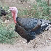 بوقلمون نر کشتاری