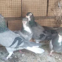 دمگیر|پرنده|اصفهان, امین‌آباد|دیوار