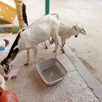 نری سومال