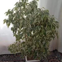 گل بنجامین
