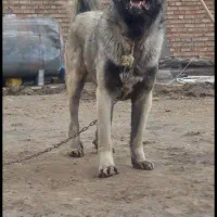 واگذاری سرابی قره باش
