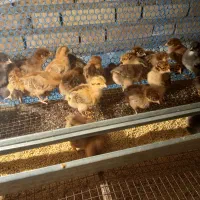 جوجه محلی گلپایگان|حیوانات مزرعه|گنبد کاووس, |دیوار