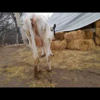 گاو آبستن|حیوانات مزرعه|مشگین شهر, |دیوار