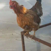 مرغ و خروس بومی|حیوانات مزرعه|فرخشهر, |دیوار