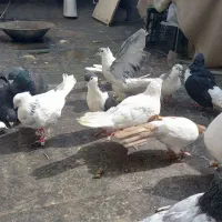 کفتر جفتگاه